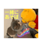 短足猫miumiu（個別スタンプ：15）