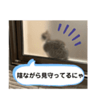 短足猫miumiu（個別スタンプ：16）