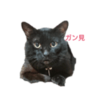 ねこ＆ウサギ（個別スタンプ：1）