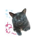 ねこ＆ウサギ（個別スタンプ：4）