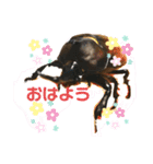 国産カブトムシ（個別スタンプ：1）