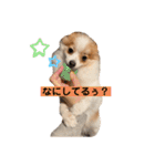 天とらんま。そのいち（個別スタンプ：8）