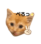 天とらんま。そのいち（個別スタンプ：14）