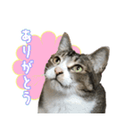 うちの猫ガボとゴブのスタンプその2（個別スタンプ：2）