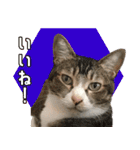 うちの猫ガボとゴブのスタンプその2（個別スタンプ：3）