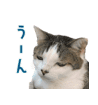 うちの猫ガボとゴブのスタンプその2（個別スタンプ：5）