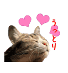 うちの猫ガボとゴブのスタンプその2（個別スタンプ：6）