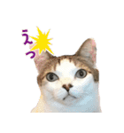 うちの猫ガボとゴブのスタンプその2（個別スタンプ：7）