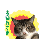 うちの猫ガボとゴブのスタンプその2（個別スタンプ：9）