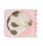 うちの猫ガボとゴブのスタンプその2（個別スタンプ：10）