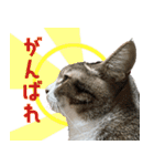 うちの猫ガボとゴブのスタンプその2（個別スタンプ：11）