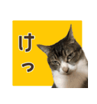うちの猫ガボとゴブのスタンプその2（個別スタンプ：12）