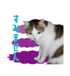 うちの猫ガボとゴブのスタンプその2（個別スタンプ：13）