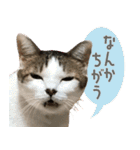 うちの猫ガボとゴブのスタンプその2（個別スタンプ：15）