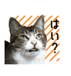 うちの猫ガボとゴブのスタンプその2（個別スタンプ：16）