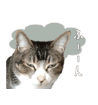 うちの猫ガボとゴブのスタンプその2（個別スタンプ：17）