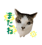 うちの猫ガボとゴブのスタンプその2（個別スタンプ：18）