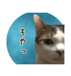 うちの猫ガボとゴブのスタンプその2（個別スタンプ：19）