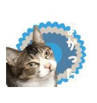 うちの猫ガボとゴブのスタンプその2（個別スタンプ：21）