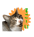 うちの猫ガボとゴブのスタンプその2（個別スタンプ：22）
