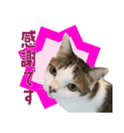 うちの猫ガボとゴブのスタンプその2（個別スタンプ：23）