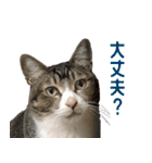 うちの猫ガボとゴブのスタンプその2（個別スタンプ：24）
