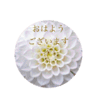 お花（日常使いそうな言葉）（個別スタンプ：6）