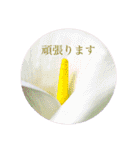 お花（日常使いそうな言葉）（個別スタンプ：32）