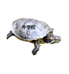 カメ太郎スタンプ（個別スタンプ：3）