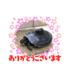 カメ太郎スタンプ（個別スタンプ：8）