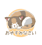 家族で使える三毛猫スタンプ（個別スタンプ：16）