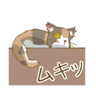 家族で使える三毛猫スタンプ（個別スタンプ：37）