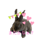 ぴょんたんとなかま達（個別スタンプ：2）