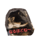 ネザーランドドワーフ オタくん（個別スタンプ：5）