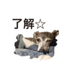イタグレ ルーちゃん（個別スタンプ：3）