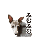 イタグレ ルーちゃん（個別スタンプ：4）