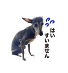 イタグレ ルーちゃん（個別スタンプ：6）