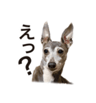 イタグレ ルーちゃん（個別スタンプ：11）