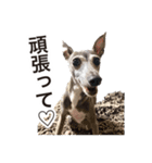 イタグレ ルーちゃん（個別スタンプ：14）
