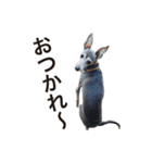 イタグレ ルーちゃん（個別スタンプ：18）