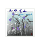 ミチコばあば NO16 夏の花 A（個別スタンプ：16）