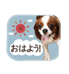 キャバリア日常スタンプ（個別スタンプ：1）