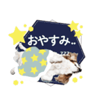 キャバリア日常スタンプ（個別スタンプ：2）