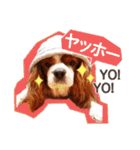 キャバリア日常スタンプ（個別スタンプ：3）