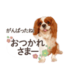 キャバリア日常スタンプ（個別スタンプ：4）