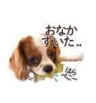 キャバリア日常スタンプ（個別スタンプ：5）