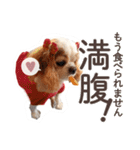 キャバリア日常スタンプ（個別スタンプ：6）