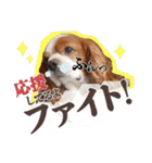 キャバリア日常スタンプ（個別スタンプ：7）