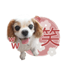 キャバリア日常スタンプ（個別スタンプ：8）