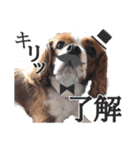 キャバリア日常スタンプ（個別スタンプ：11）